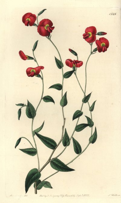 Chorizema ovatum (Ovate chorozema ، Chorozema ovatum). نقش على لوح نحاسي ملون يدويًا بواسطة S. Watts بعد رسم توضيحي من الآنسة سارة دريك من سجل نباتات سيدنهام إدواردز ، ريدجواي ، لندن بواسطة سيدنهام تيست إدواردز