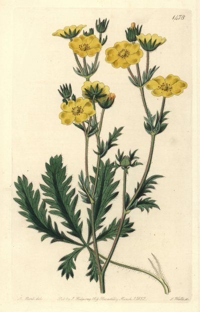 Cinquefoil dressee - Jagged-leaved cinquefoil, Potentilla laciniosa. Handcoloured copperplate engraving by S. Watts after an illustration by M. Hart from Sydenham Edwards