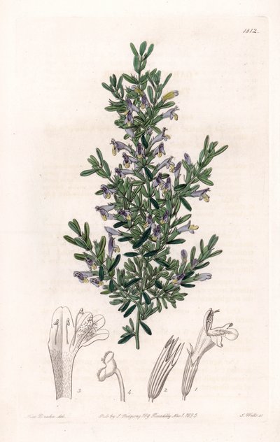 Clinopodium Variete - لوحة محفورة بواسطة S. Watts ، من رسم توضيحي لسارة Anne Drake (1803-1857) ، من السجل النباتي لسيدنهام إدواردز (1768-1819) ، إنجلترا بواسطة سيدنهام تيست إدواردز