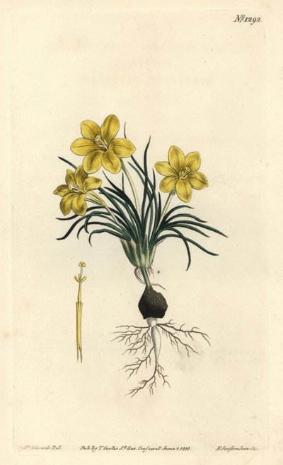 Clockflower, Moraea fugacissima (Narrow-leaved galaxia, Galaxia graminea). Handcoloured copperplate engraving by F. Sansom Jr. after an illustration by Sydenham Edwards from William Curtis