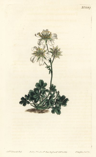 Clusius cinquefoil - Clusius cinquefoil ، Potentilla clusiana. نقش على لوح نحاسي ملون يدويًا بواسطة F. Sansom Jr. بعد رسم توضيحي لسيدنهام إدواردز من مجلة William Curtis النباتية ، T. Curtis ، لندن بواسطة سيدنهام تيست إدواردز