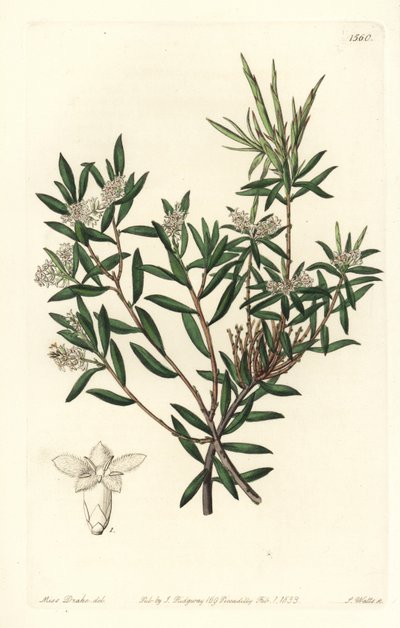 Coast beard-heath or small-flowered whitebeard, Leucopogon parviflorus. Handcoloured copperplate engraving by S. Watts after an illustration by Miss Sarah Drake from Sydenham Edwards