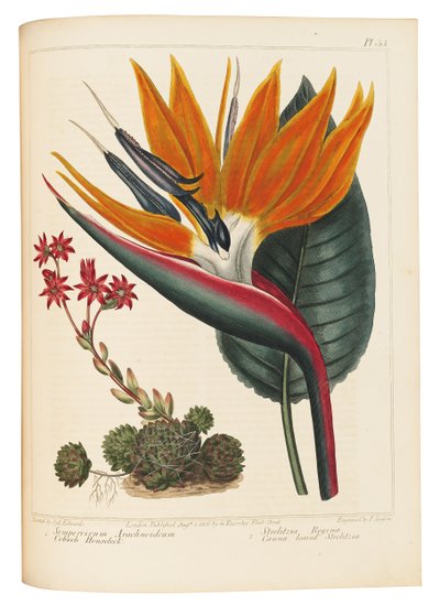 نسيج العنكبوت Houseleek و Canna Leaved Strelitzia ، 1806 بواسطة سيدنهام تيست إدواردز