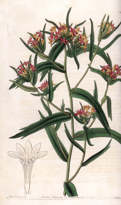 Collomia neon - لوحة محفورة بواسطة S.Watts ، من رسم توضيحي لسارة آن دريك (1803-1857) ، من السجل النباتي لسيدنهام إدواردز (1768-1819) ، إنجلترا بواسطة سيدنهام تيست إدواردز