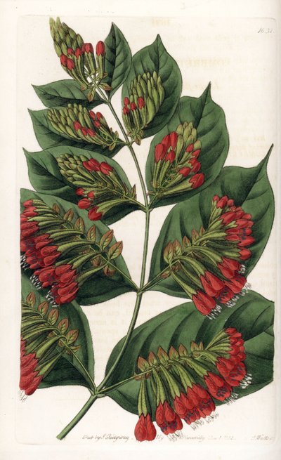 Combretum Variete, Red Flower Graphips - Engraved by S.Watts, from an illustration by Sarah Anne Drake (1803-1857), from the Botanical Register of Sydenham Edwards (1768-1819), England بواسطة سيدنهام تيست إدواردز