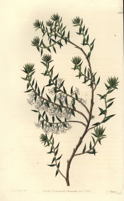 Common heath, Epicris impressa (Snowy epacris, Epicris nivalis). Handcoloured copperplate engraving by S. Watts after an illustration by Miss Sarah Drake from Sydenham Edwards