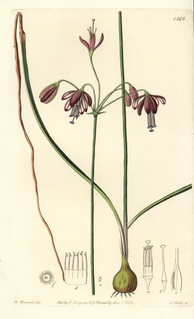 Coral from Mexico or drop of coral - Coral drops, Bessera elegans (Hollow-leaved pharium, Pharium fistulosum). Handcoloured copperplate engraving by S. Watts after an illustration by William Herbert from Sydenham Edwards