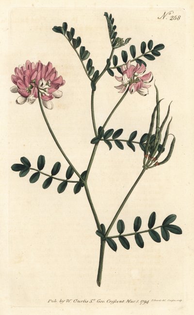 Coronilla bigaree - Purple crown vetch, Securigera varia (Purple coronilla, Coronilla varia). Handcoloured copperplate engraving by Sansom after an illustration by Sydenham Edwards from William Curtis