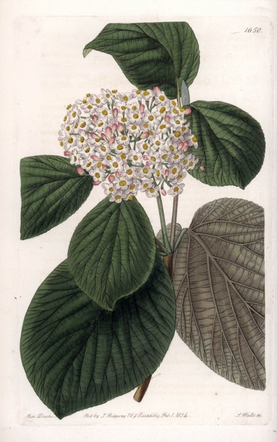 قطن فيورن - لوح محفور بواسطة S.Watts ، من رسم توضيحي لسارة آن دريك (1803-1857) ، من السجل النباتي لسيدنهام إدواردز (1768-1819) ، إنجلترا بواسطة سيدنهام تيست إدواردز