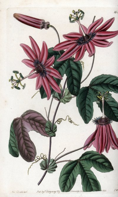 Crimson Passion - Plate engraved by S.Watts, from an illustration by Sarah Anne Drake (1803-1857), from the Botanical Register of Sydenham Edwards (1768-1819), England بواسطة سيدنهام تيست إدواردز