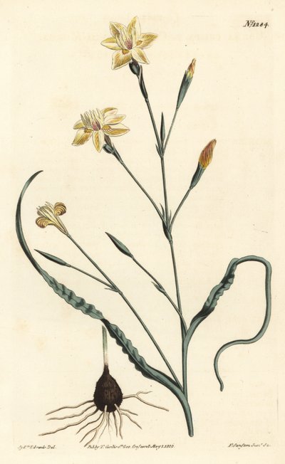 Curled leaved moraea, Moraea crispa. Handcoloured copperplate engraving by F. Sansom Jr. after an illustration by Sydenham Edwards from William Curtis