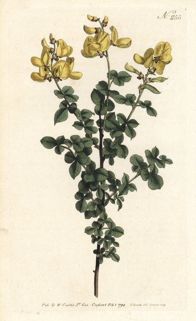 Cytisophyllum sessilifolium (Common cytisus, Cytisus sessilifolius). Handcoloured copperplate engraving by Sansom after an illustration by Sydenham Edwards from William Curtis
