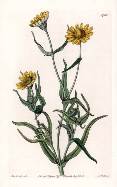 Daisy variete “gold”, endemic to California - Engraved by S.Watts, from an illustration by Sarah Anne Drake (1803-1857), from the Botanical Register of Sydenham Edwards (1768-1819), England بواسطة سيدنهام تيست إدواردز
