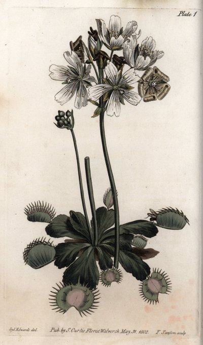 Dionee catches fly or wolf trap. Coloured copper engraving, illustration by Sydenham Edwards (1768-1819) for Conferences of Botanical, Botanical Garden of Lambeth (England) بواسطة سيدنهام تيست إدواردز