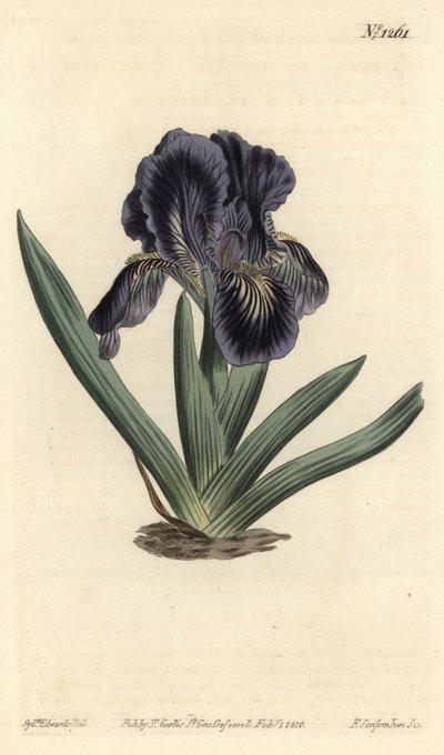Dwarf Iris - Iris x binata (Purple-blue dwarf flag, Iris pumila var. violacea). Handcoloured copperplate engraving by F. Sansom Jr. after an illustration by Sydenham Edwards from William Curtis