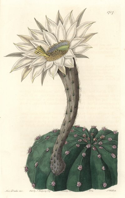 Echinocactus eyriesii, flowering cactus, native to Mexico - Strong water by S. Watts from an illustration by Sarah Anne Drake (1803-1857), from the Botanical Register بواسطة سيدنهام تيست إدواردز