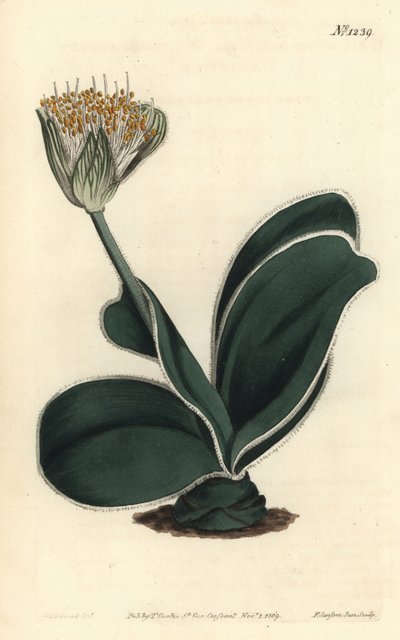 Elephant Ear - White-flowered haemanthus, Haemanthus albiflos. Handcoloured copperplate engraving by F. Sansom Jr. after an illustration by Sydenham Edwards from William Curtis
