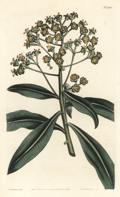 Euphorbe mellifere - Honey spurge or honey-bearing euphorbia, Euphorbia mellifera. Handcoloured copperplate engraving by F. Sansom Jr. after an illustration by Sydenham Edwards from William Curtis