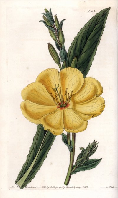 Evening primrose with large flowers - Engraved board by S.Watts, from an illustration by Sarah Anne Drake (1803-1857), from the Botanical Register of Sydenham Edwards (1768-1819), England بواسطة سيدنهام تيست إدواردز