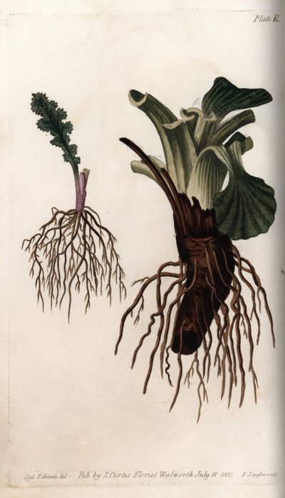 Fibrous roots of common senecon and large plantain (or plantain of birds). Coloured copper engraving, illustration by Sydenham Edwards (1768-1819) for Conferences of Botanical, Botanical Garden of Lambeth (England) بواسطة سيدنهام تيست إدواردز