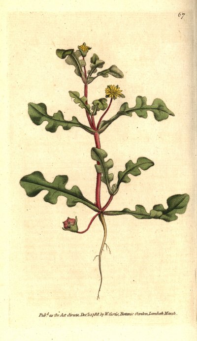 Ficoide variete - Aethephyllum pinnatifidum (القطيفة ذات الأوراق الخشنة ، Mesembryanthemum pinnatifidum). نقش على صفيحة نحاسية ملونة يدويًا بعد رسم توضيحي نباتي من مجلة ويليام كيرتس النباتية ، لامبث مارش ، لندن بواسطة سيدنهام تيست إدواردز