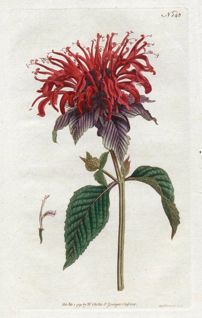 ناسور مونار - الطباعة الحجرية لسيدنهام إدواردز (1768-1819) ، من مجلة ويليام كيرتس النباتية (1746-1799) بواسطة سيدنهام تيست إدواردز