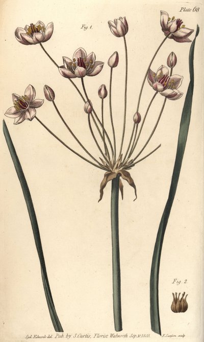 Flowering rush, Butomus umbellatus, Hexagynia, hermaphrodite flower 1 and pistilla 2. Handcoloured copperplate engraving by F. Sansom of a botanical illustration by Sydenham Edwards for William Curtis