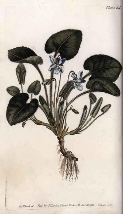 Fragrant violet. Coloured copper engraving, illustration by Sydenham Edwards (1768-1819) for Conferences of Botanical, Botanical Garden of Lambeth (England) بواسطة سيدنهام تيست إدواردز