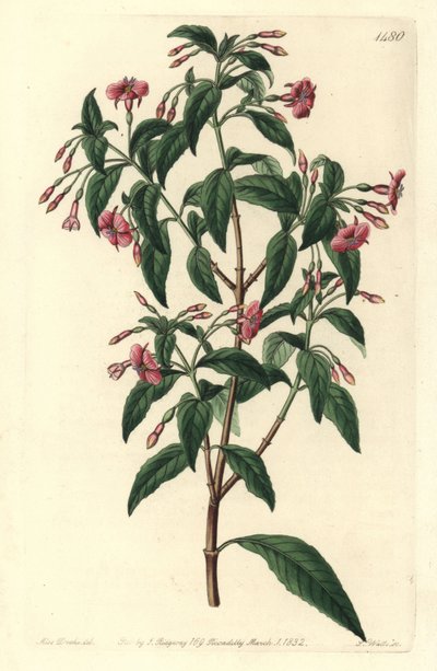 فوشيا فاريتي - ضارب إلى الحمرة متفرعة ، فوشيا عصوية. هجين طبيعي بين Fuchsia microphylla subsp. microphylla و Fuchsia thymifolia subsp. ثيميفوليا. نقش على لوح نحاسي ملون يدويًا بواسطة S. Watts بعد رسم توضيحي لسارة دريك من سيد بواسطة سيدنهام تيست إدواردز