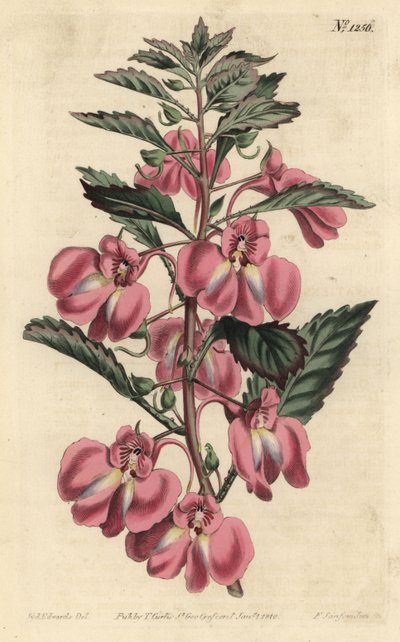 Garden Balsamine - Garden balsam, Impatiens balsamina (Glandular-leaved balsam, Impatiens coccinea). Handcoloured copperplate engraving by F. Sansom Jr. after an illustration by Sydenham Edwards from William Curtis