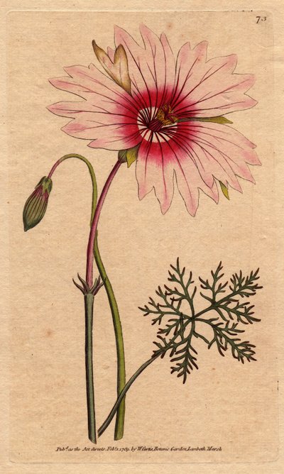 Geranium monsonia has large light pink and dark pink flower. Large flowered monsonia with pale pink and deep pink flowers. Monsonia speciosa. Handcolored copperplate engraving from a botanical illustration by Sydenham Edwards from William Curtis