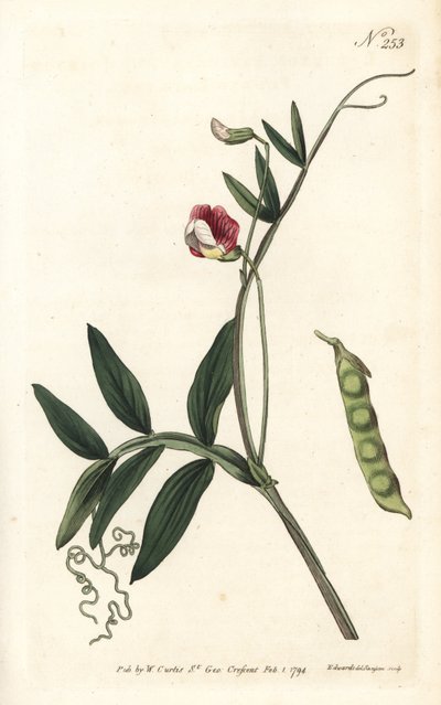 Gesse climene - Spanish vetchling, Lathyrus clymenum (Jointed-podded lathyrus, Lathyrus articulatus). Handcoloured copperplate engraving by Sansom after an illustration by Sydenham Edwards from William Curtis