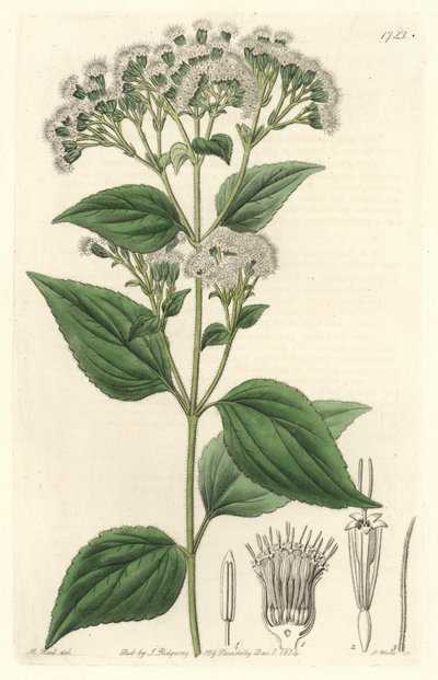 eupatorium الغدي ، موطنه المكسيك - مياه قوية S. Watts من رسم توضيحي بواسطة M. Mart ، من السجل النباتي بواسطة سيدنهام تيست إدواردز