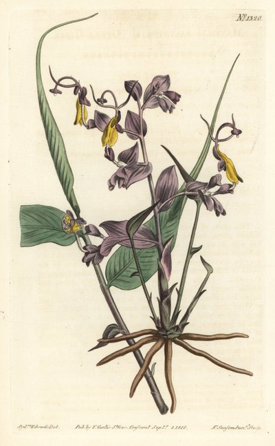 Globba radicalis (Opera girls, Mantisia saltatoria). Handcoloured copperplate engraving by F. Sansom Jr. after an illustration by Sydenham Edwards from William Curtis