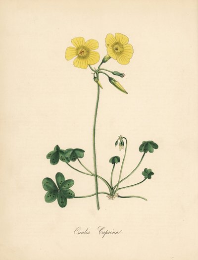Goats-foot wood sorrel, Oxalis caprina. Taken from an illustration by Sydenham Edwards in William Curtis