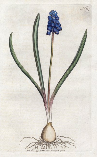 Grape hyacinth Lithography by Sydenham Edwards (1768-1819), plate from the Botanical Magazine by William Curtis (1746-1799) بواسطة سيدنهام تيست إدواردز