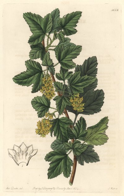 Groseillier, known as Gadellier of Siberia (Ribes diacanthum), native of Chile - Water forte by S. Watts from an illustration by Sarah Anne Drake (1803-1857), from the Botanical Register بواسطة سيدنهام تيست إدواردز