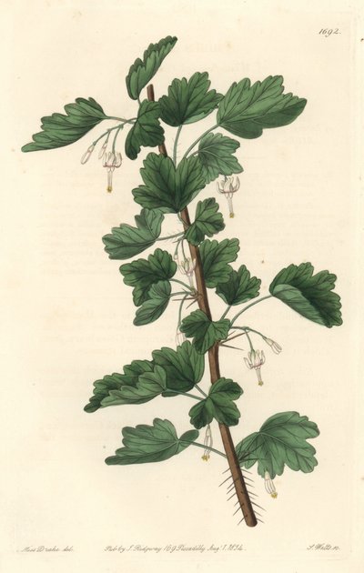 Groseillier ، موطنه أمريكا الشمالية - ماء قوي بواسطة S. Watts من رسم توضيحي لسارة آن دريك (1803-1857) ، من السجل النباتي بواسطة سيدنهام تيست إدواردز