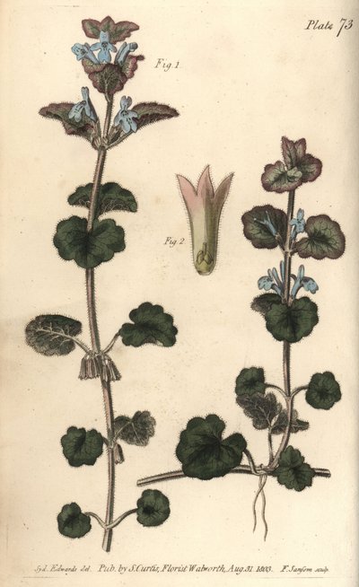 اللبلاب المطحون ، Glechoma hederacea ، عاريات النطاف. نقش على لوح نحاسي ملون يدويًا من قبل ف. بواسطة سيدنهام تيست إدواردز