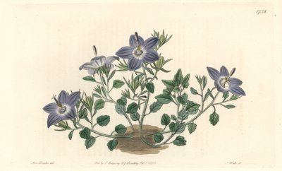جريس مشعر الأوراق ، موطنه إيطاليا - مياه قوية بقلم S. Watts من رسم توضيحي لسارة آن دريك (1803-1857) ، من السجل النباتي بواسطة سيدنهام تيست إدواردز