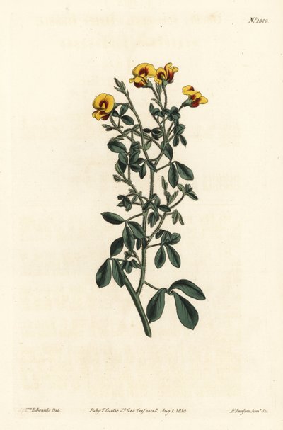 Hairy goodia, Goodia lotifolia var. pubescens (Goodia pubescens). Handcoloured copperplate engraving by F. Sansom Jr. after an illustration by Sydenham Edwards from William Curtis