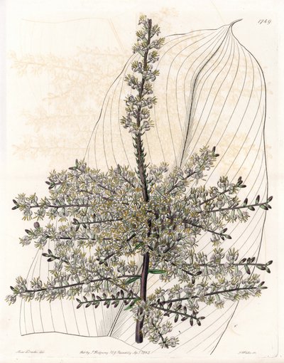 سبينارد هاواي أو قصب الهند - صفيحة محفورة بواسطة S.Watts ، من رسم توضيحي لسارة آن دريك (1803-1857) ، من السجل النباتي لسيدنهام إدواردز (1768-1819) ، إنجلترا بواسطة سيدنهام تيست إدواردز