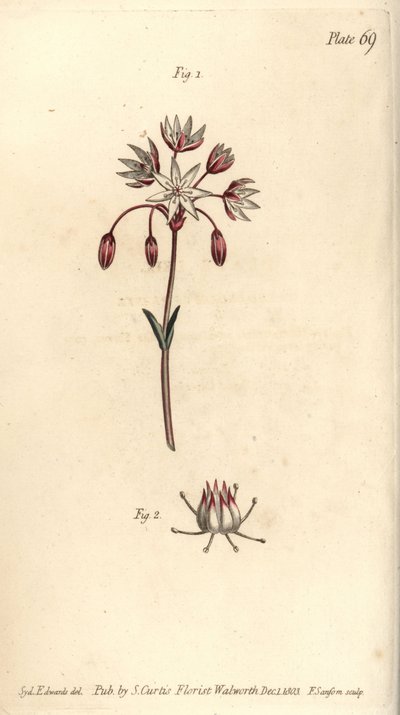 Hermaphrodite flower with seven pistilla, Heptagynia, Septas capensis. Handcoloured copperplate engraving by F. Sansom of a botanical illustration by Sydenham Edwards for William Curtis
