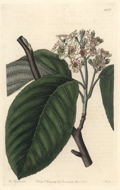 Himalayan Mountain ash - S. Watts Strong Water from an illustration by Sarah Anne Drake (1803-1857), from the Botanical Register بواسطة سيدنهام تيست إدواردز