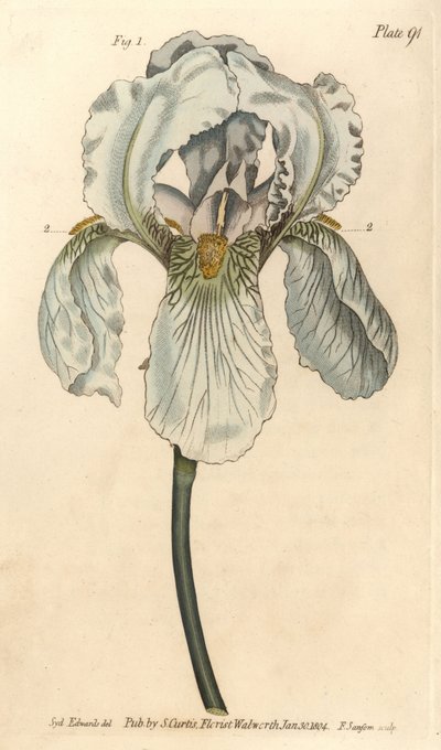Iris florentina, Iris germanica nothovar. Handcoloured copperplate engraving by F. Sansom of a botanical illustration by Sydenham Edwards for William Curtis