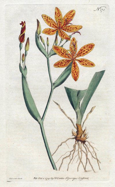 Iris leopard or tiger lily (Iris Domestica) - Lithography by Sydenham Edwards (1768-1819), from the Botanical Magazine by William Curtis (1746-1799) بواسطة سيدنهام تيست إدواردز
