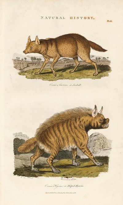 ابن آوى والضبع المخطط بواسطة Sydenham Teast Edwards