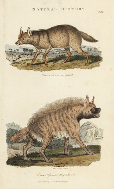 Jackal dore and hyene - Golden jackal, Canis aureus, and striped hyena, Hyaena hyaena. Handcoloured copperplate engraving after Sydenham Edwards from John Mason Good