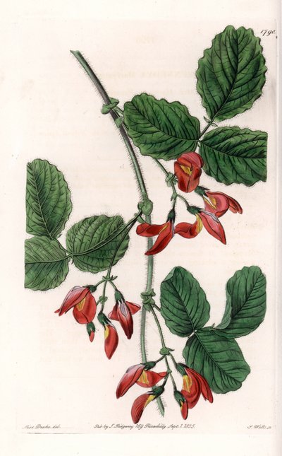 Kennedia macrophylla, plant native to Australia, rare endangered species - Plate engraved by S. Watts, from an illustration by Sarah Anne Drake (1803-1857), from the Botanical Register of Sydenham Edwards (1768-1819), England بواسطة سيدنهام تيست إدواردز