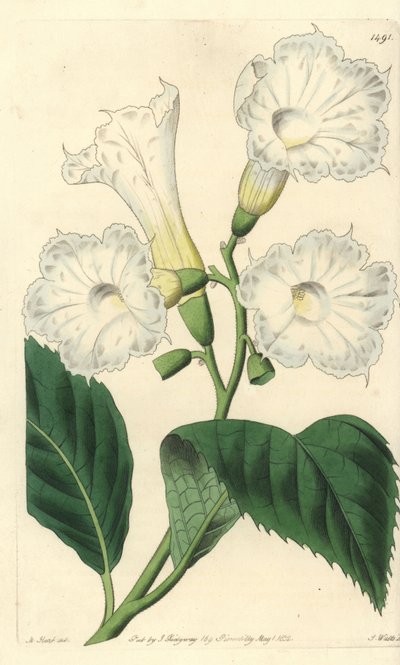 Large flower cordia - large-flowered cordia, Cordia grandiflora. Handcoloured copperplate engraving by S. Watts after an illustration by M. Hart from Sydenham Edwards